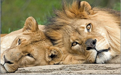 FOTO DEL GIORNO 24 MARZO 2011 : LA LEONESSA PIANGE IL SUO LEONE