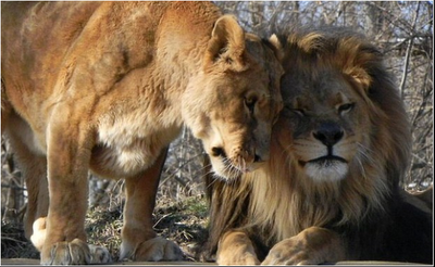 FOTO DEL GIORNO 24 MARZO 2011 : LA LEONESSA PIANGE IL SUO LEONE