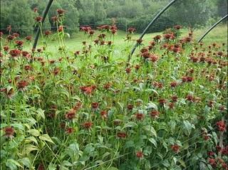 Fiori biologici per fare il gelato