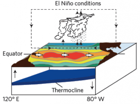 Durante un El Niño, gli alisei si indeboliscono e cambiare oceaniche modelli di circolazione.  Image credit: Michael McPhaden / NOAA