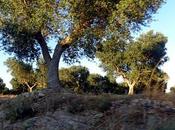 braccio violento della legge contro ulivi pugliesi!