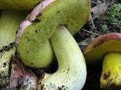 boletus regius