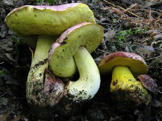 boletus regius
