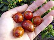 Giuggiole: proprietà dolce energetica