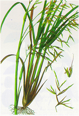 Lemongrass, olio essenziale