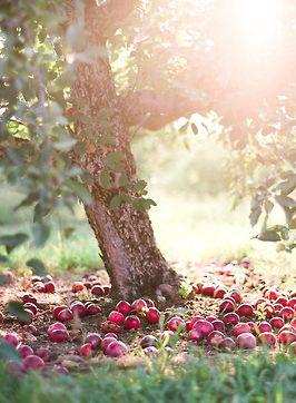 AUTUMNAL BOHEMIENNE