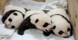 In tantissimi per vedere i cuccioli di panda