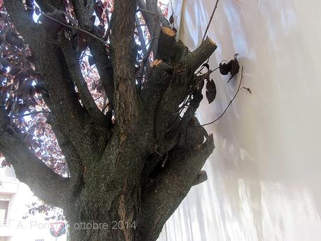 Fidenza la Grande si mette a tavola, in piazza, per le strade e nei simposi