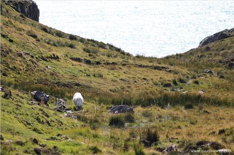 Nel Donegal tra le pecore e il verde.