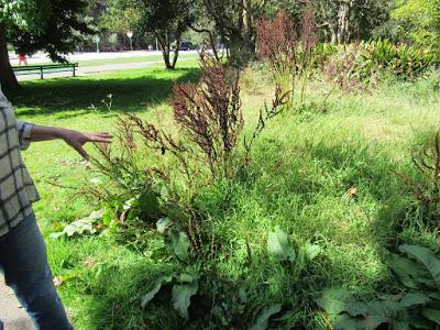 Raccogliere erbe selvatiche al Golden Gate Park/1