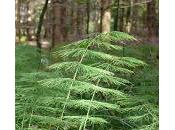 Ottobre prevenzione: coda cavallina equiseto ossa