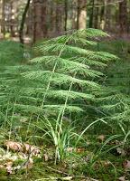 Ottobre e prevenzione: coda cavallina o equiseto per le ossa