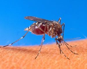 il premio Nobel per la medicina è stato assegnato ai tre studiosi, autori di importanti studi contro malattie parassitarie, tra cui la malaria. Photo Credit: javierdevilman/ Foter/ CC BY-SA