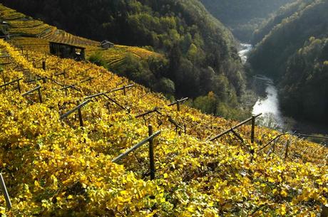 DiVin ottobre: da Lavis a Tione passando per Besenello