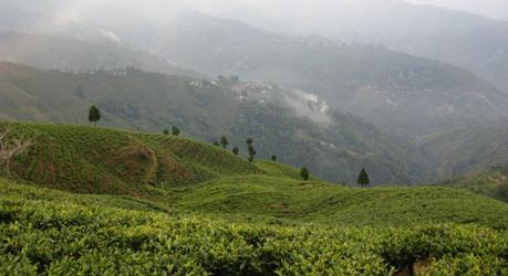 Viaggio tra i giardini del Darjeeling con un esperto