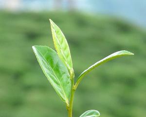 Tè del Darjeeling