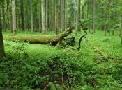Perdersi foresta, Blossom zine foresta Białowieża_Polonia