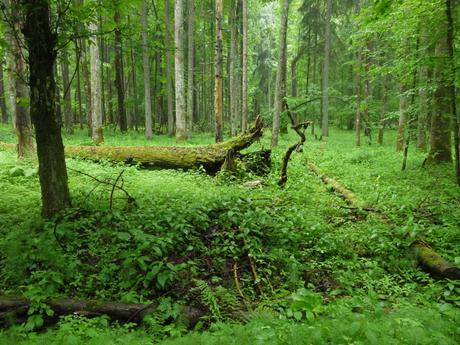 Białowieża9