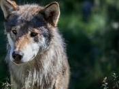 Torna vita Chernobyl, paradiso degli animali