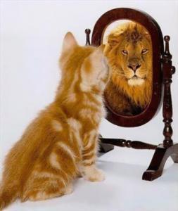 gatto-allo-specchio