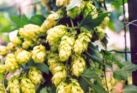 Il luppolo per i pessimi dormitori