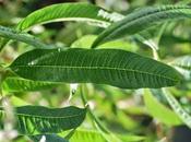 Citronella, olio essenziale