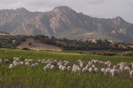 Refresh, la Regione tranquillizza gli agricoltori