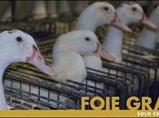 Alimentazione forzata foie gras