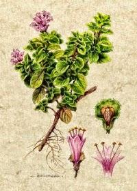 Maggiorana, olio essenziale