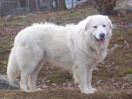 pastore maremmano - cane bianco bombe