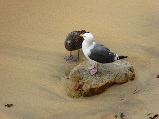 Monterey, Carmel, 17 Mile Drive, Santa Barbara, Santa Monica, California, USA