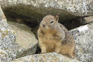 Monterey, Carmel, 17 Mile Drive, Santa Barbara, Santa Monica, California, USA