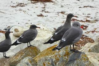 Monterey, Carmel, 17 Mile Drive, Santa Barbara, Santa Monica, California, USA