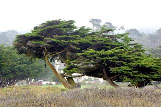 Monterey, Carmel, 17 Mile Drive, Santa Barbara, Santa Monica, California, USA