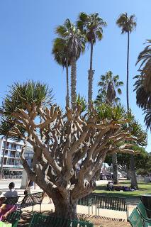 Monterey, Carmel, 17 Mile Drive, Santa Barbara, Santa Monica, California, USA