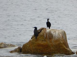 Monterey, Carmel, 17 Mile Drive, Santa Barbara, Santa Monica, California, USA