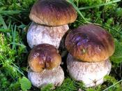 Funghi, consigli casalinghi