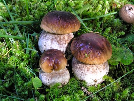 Funghi, consigli casalinghi