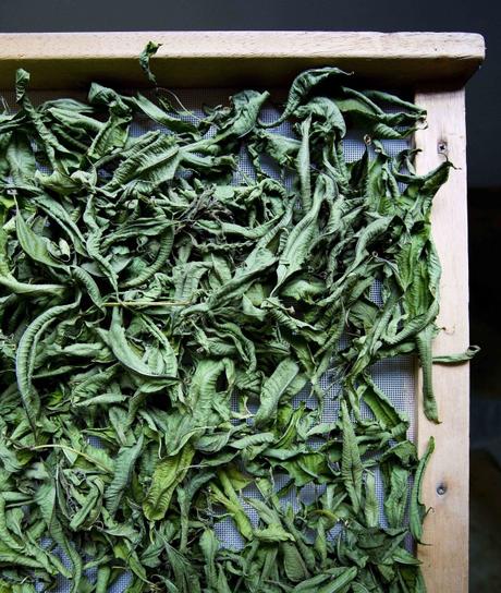 Mistico Speziale, l’azienda italiana che produce assenzio e distillati a chilometro zero