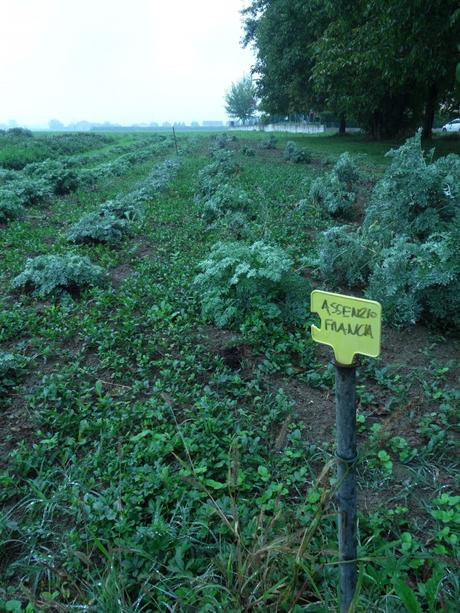 Assenzio di origine francese