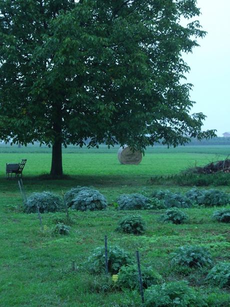 I campi di Mistico Speziale appena fuori Reggio Emilia