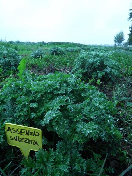 Assenzio di origine svizzera