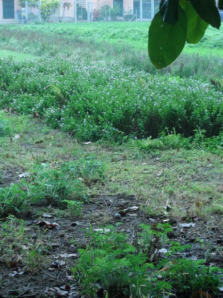 I campi dove Saverio coltiva senza pesticidi le erbe per i suoi distillati