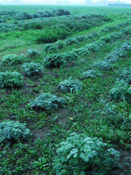 Le erbe sono seminate e raccolte a mano