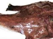 scuola cucina -cucinare pesce