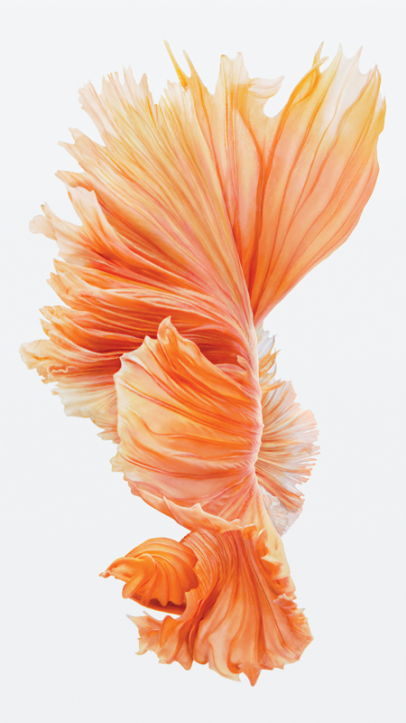 Download gli sfondi piu’ belli da iPhone 6s Wallpapers bellissimi