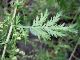 ARTEMISIA ANNUA NELLA TERAPIA DEI TUMORI NEL CANE E NEL GATTO