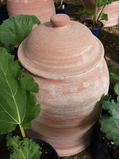 orticolario, blossom zine res naturae campana per forzare il rabarbaro 5