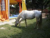 Ippoterapia contro Sovrappeso e Obesità infantile: un percorso con Chiara Della Casa