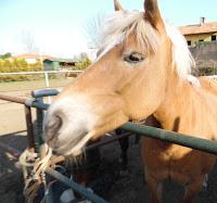 Ippoterapia contro Sovrappeso e Obesità infantile: un percorso con Chiara Della Casa